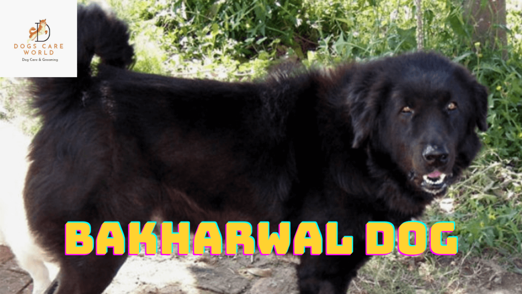 Bakharwal Dog Breed  - Puppy Price, Image, Cost, Health