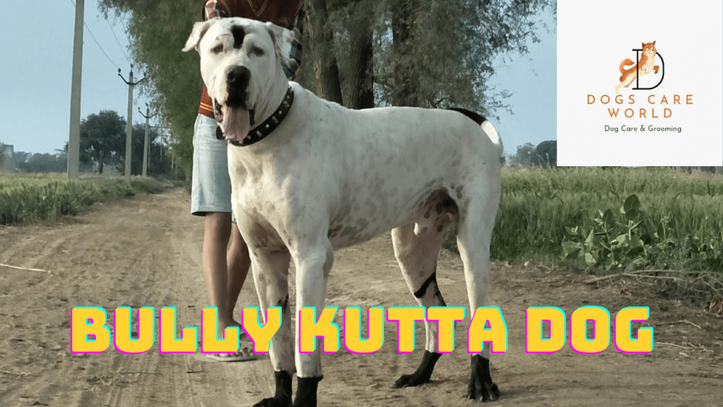 Bully Kutta Dog Breed  - Puppy Price, Image, Cost, Health