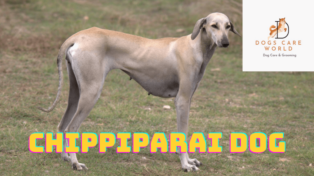 Chippiparai Dog Breed  - Puppy Price, Image, Cost, Health