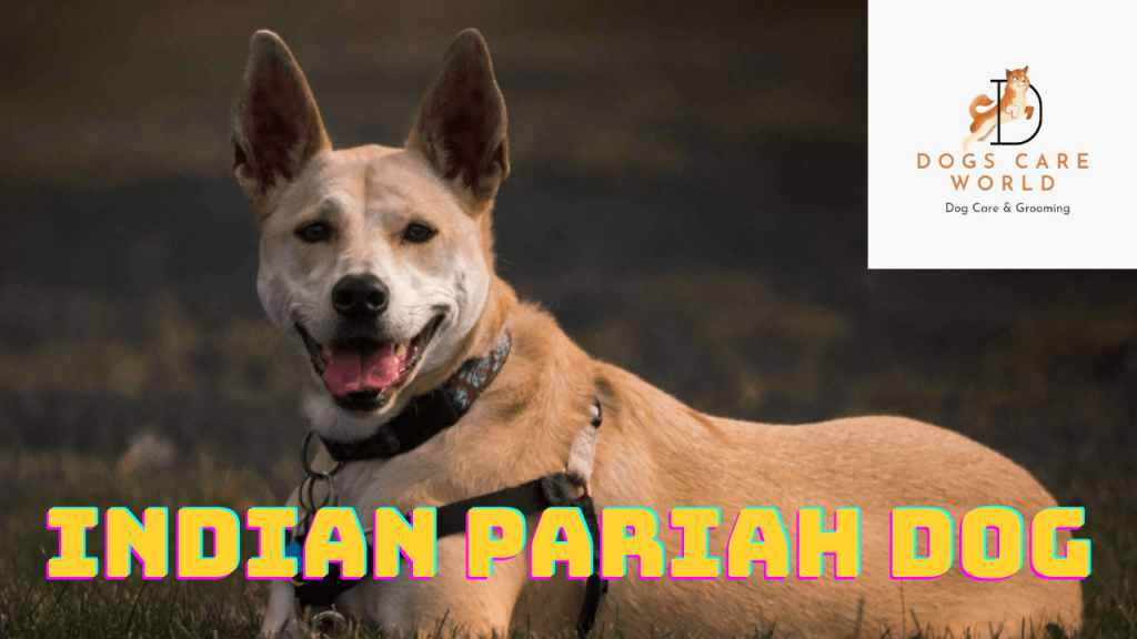 Indian Pariah Dog Breed  - Puppy Price, Image, Cost, Health