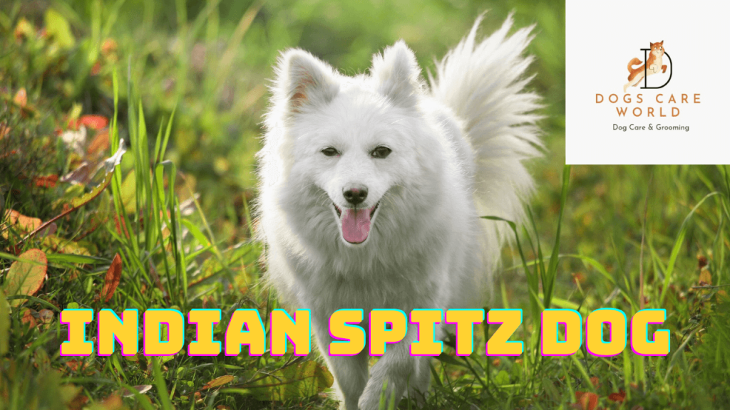 Indian Spitz Dog Breed  - Puppy Price, Image, Cost, Health