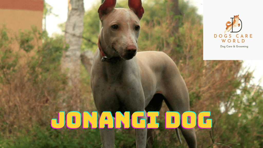 Jonangi Dog Breed  - Puppy Price, Image, Cost, Health