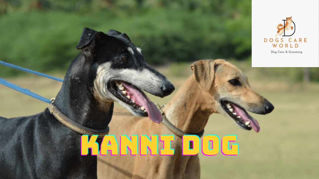 Kanni Dog Breed  - Puppy Price, Image, Cost, Health