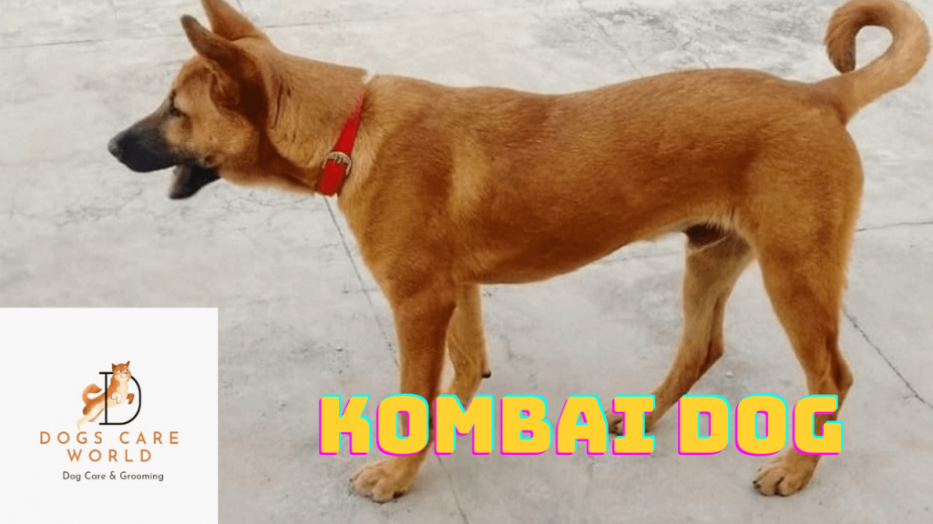 Kombai Dog Breed  - Puppy Price, Image, Cost, Health