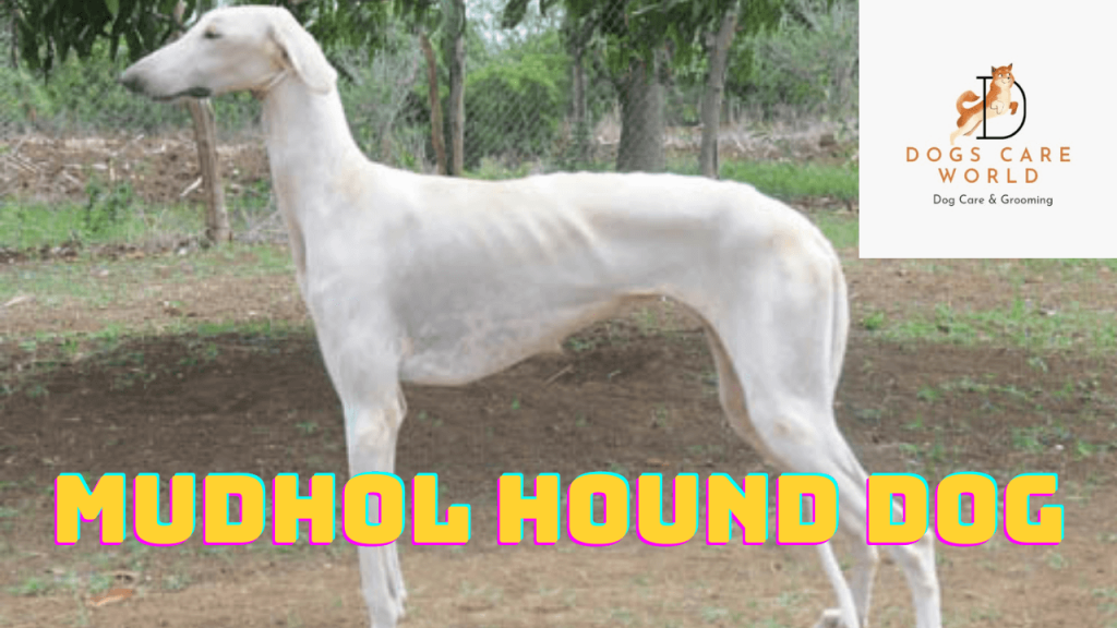 Mudhol Hound Dog Breed  - Puppy Price, Image, Cost, Health