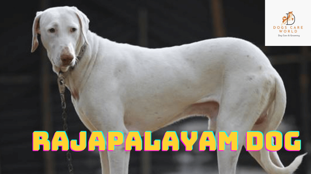 Rajapalayam Dog Breed  - Puppy Price, Image, Cost, Health