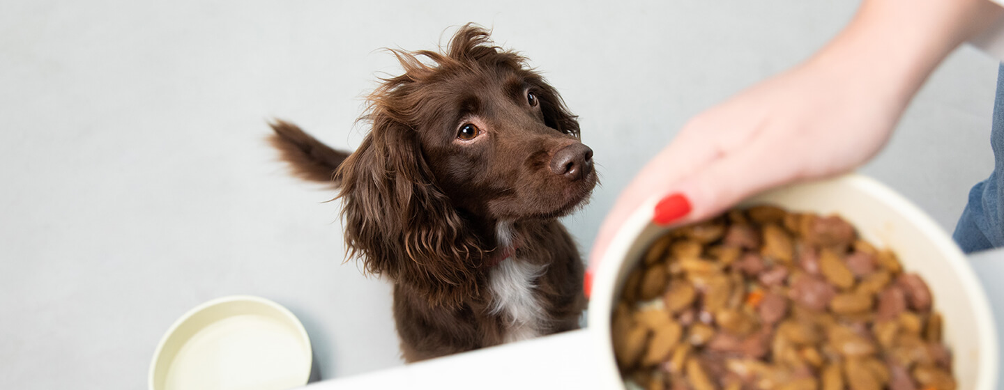 Smartheart Dog Food Review 2023 – Latest Buying Guide